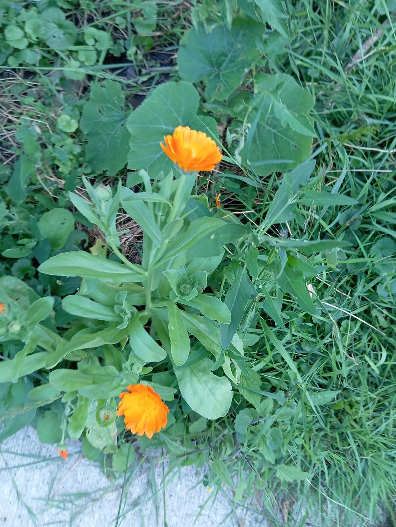 Calendula officinalis